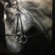 Photo Engraving Horse